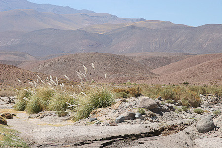 Een kleine oase met Pampasgras hoog in de bergen