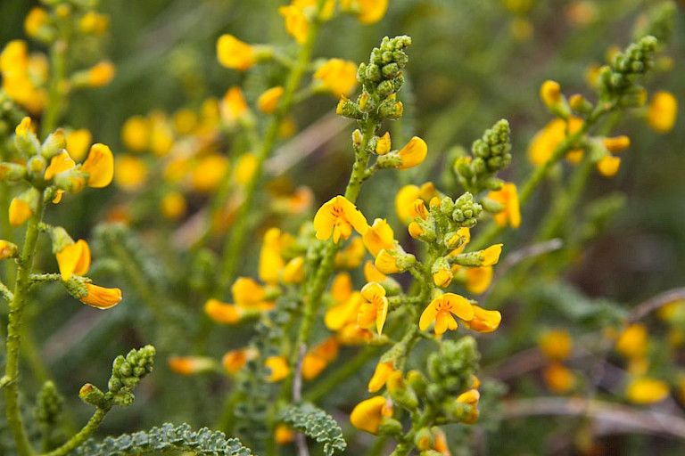 Adesmia boronioides in NP Torres del Paine.