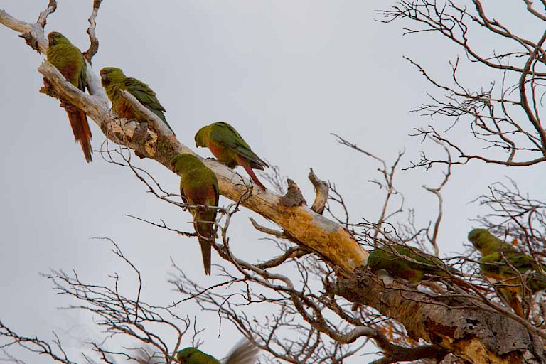 Magelhaenparkieten (Enicognathus ferrugineus) bij Lago Grey in NP Torres del Paine, Chili.