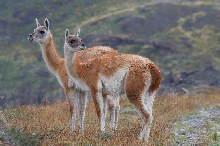 Guanaco's (Lama guanicoe) bij het EcoCamp NP Torres del Paine.