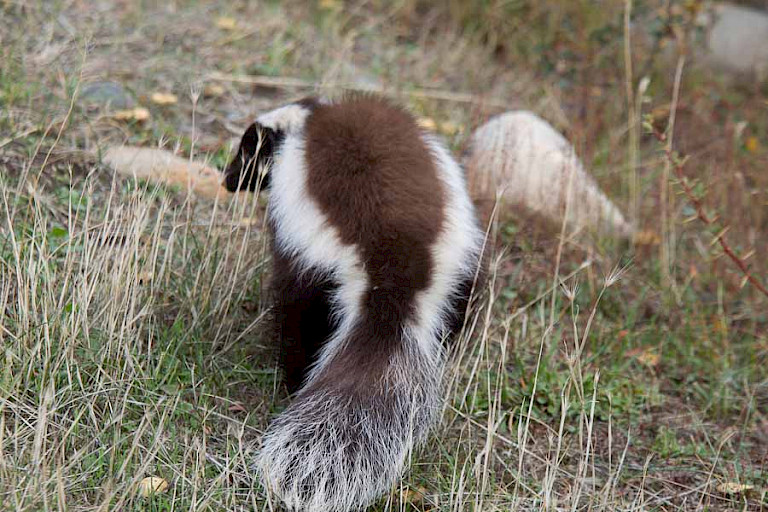Chileense varkenssnuitskunk (Conepatus chinga) langs het Fauna Trail in NP Torres del Paine, Chili