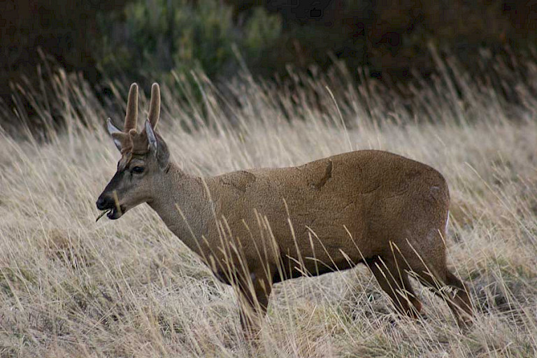 De Chileense huemul (Hippocamelus bisulcus) is een klein hertesoort in NP Torres del Paine.