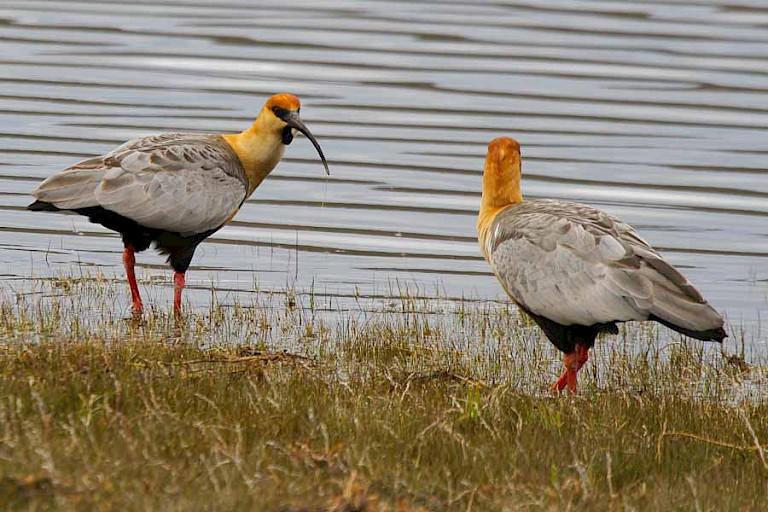 Zwartmaskeribissen (Theristicus melanopis) in het NP Torres del Paine.