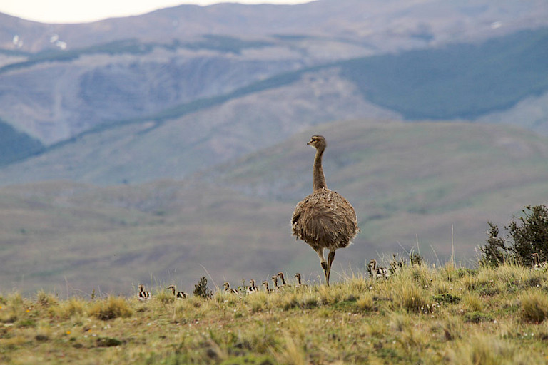 De grootste loopvogel in het NP Torres del Paine is de Nandoe (Rhea americana).