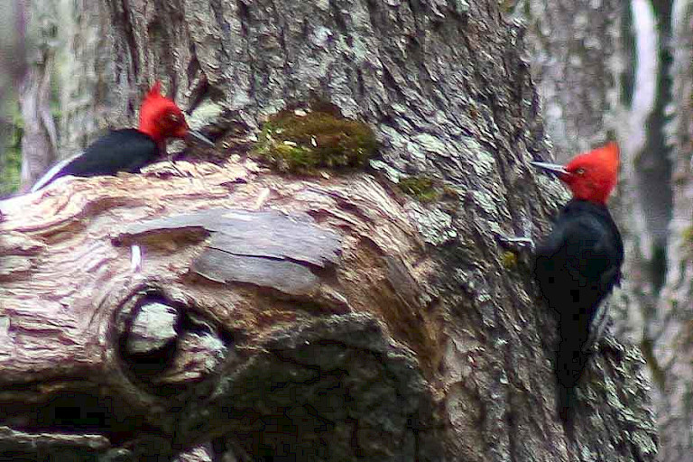 Magelhaenspechten (Campephilus magellanicus) in het NP Torres del Paine, Chili.