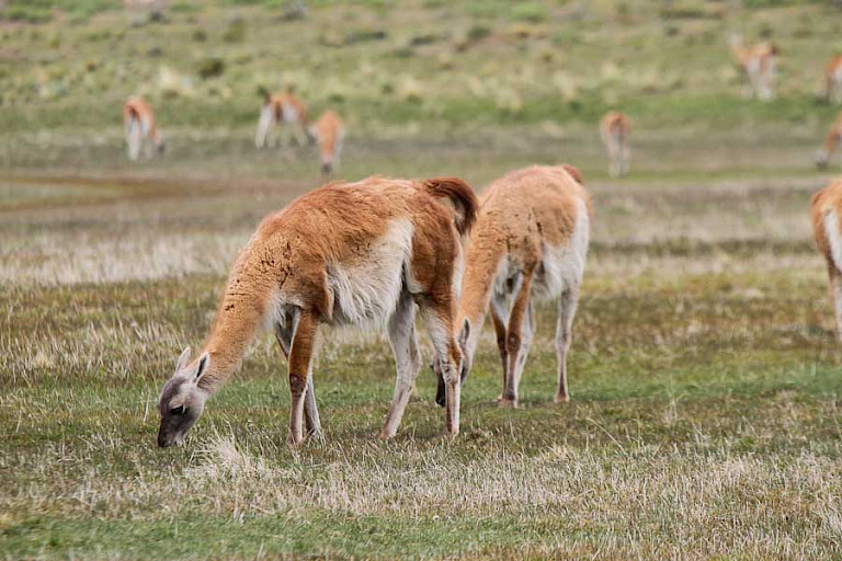 Guanaco's (Lama guanicoe) in NP Torres del Paine, Chili.