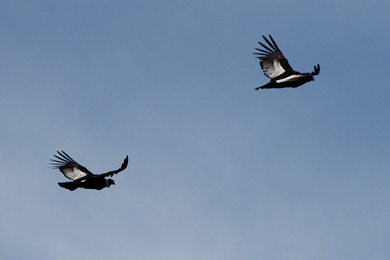 Andescondors (Vultur gryphus) in de vlucht in NP Torres del Paine, Chili.