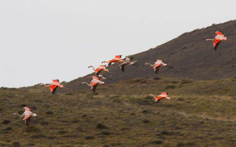 Chileense flamingo's in NP Torres del Paine, Chili.