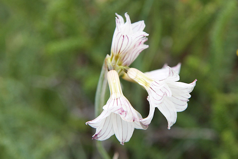 Olsynium biflorum, een bolgewas in de Franse Vallei. NP Torres del Paine.