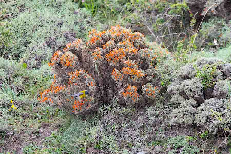 Een opvallend struikje Anarthrophyllum desideratum. NP Torres del Paine.