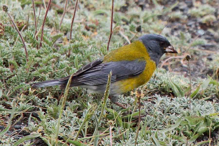 Grijskapsierragors (Phrygilus gayi) in NP Torres del Paine.