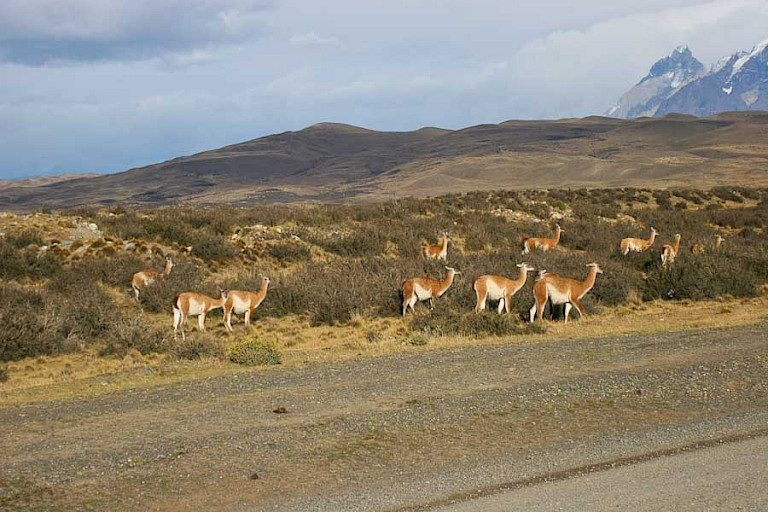 Guanaco's zwerven in grote aantallen door het NP Torres del Paine.
