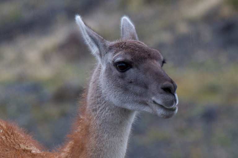 Close-up Guanaco. NP Torres del Paine
