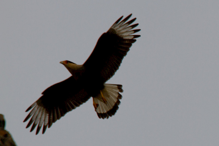 Roodrugbuizerd (Geranoaetus polyosoma) in NP Torres del Paine.