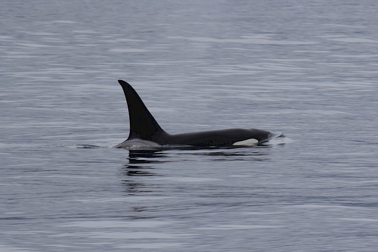 Opduikende Orka tijdens de bootexcursie vanuit Seward.