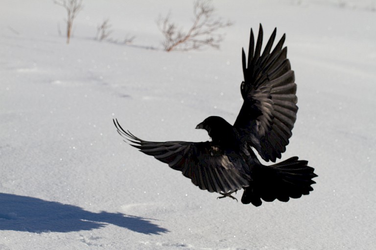 Raaf in de Rocky Mountains