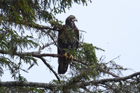 Een jonge Amerikaanse zeearend.